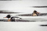 Red-breasted Merganser