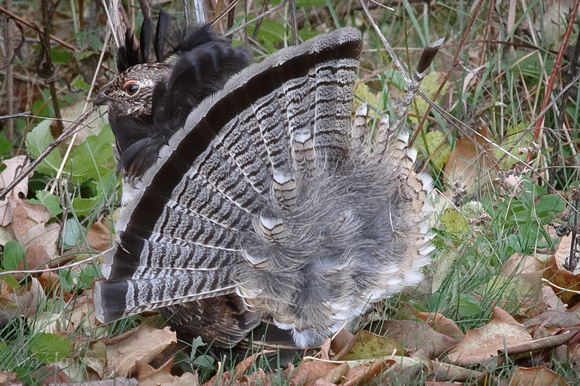 Ruffed Grouse - Missing Tailfeathers