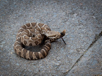 Young Diamondback Rattlesnake, an evening visitor at the back door.