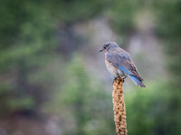 Mountain Bluebird