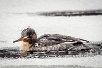 Red-breasted Merganser