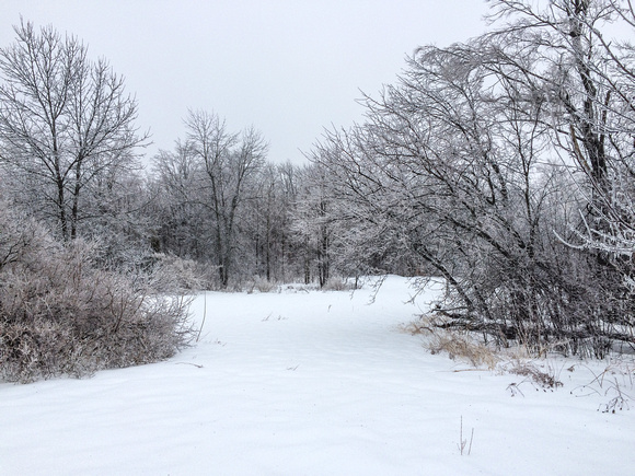 Freezing Rain