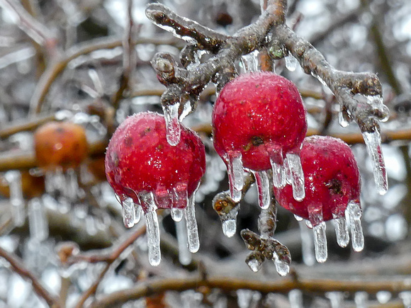 Apples After Freezing Rain