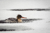 Red-breasted Merganser