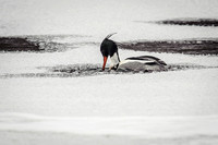 Red-breasted Merganser