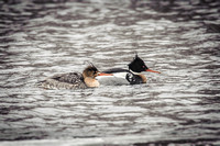 Red-breasted Merganser