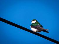 Violet-green Swallow